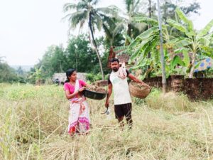 अवकाळी पावसाचे नाचणी पिकावर सावट.