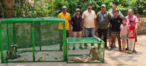 अखेर वनविभागाच्या पथकाने उद्रेक करणाऱ्या माकडांचा बंदोबस्त केला.