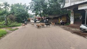 शिरोडा परिसरात भटक्या कुत्र्यांचा उपद्रव <br><br>स्थानिक नागरिकांना सहन करावा लागतो त्रास.